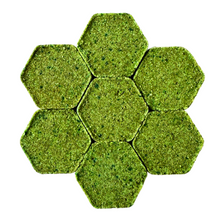 Load image into Gallery viewer, SERENE FOREST (S)